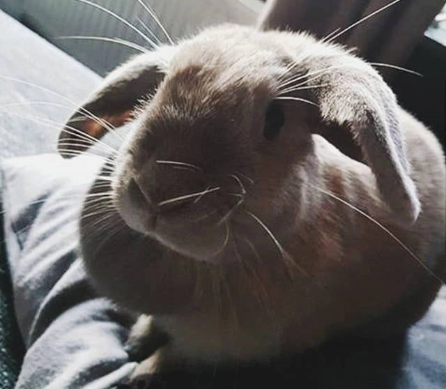 Close-up of a rabbit with a soft focus background.